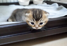 ケージから脱走しようとする子猫