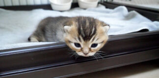 ケージから脱走しようとする子猫