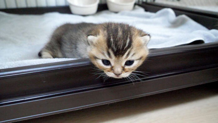 ケージから脱走しようとする子猫