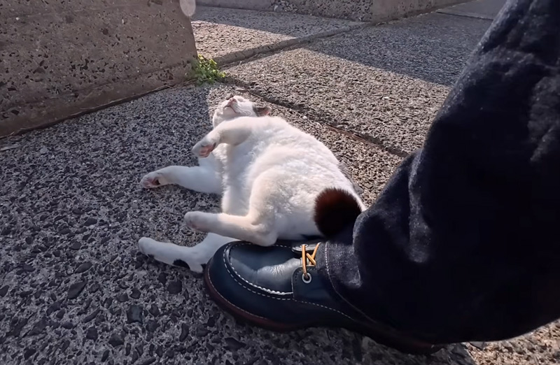 デレデレ甘える猫