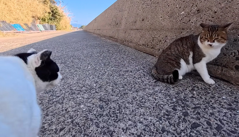 猫には厳しい猫
