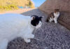 猫には厳しい猫