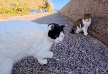 人にはデレデレ甘えてくるのに、猫には超厳しい黒白猫さんのギャップが凄かった! 猫には厳しい猫