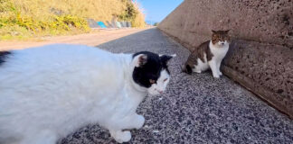 猫には厳しい猫
