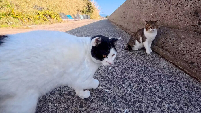 猫には厳しい猫