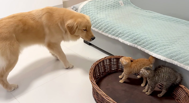 犬を威嚇する子猫達