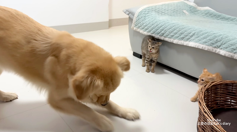 子猫と仲良くなりたい犬