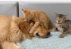仲良くなった犬と子猫達