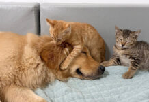 仲良くなった犬と子猫達