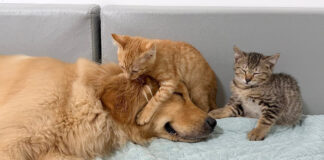 仲良くなった犬と子猫達