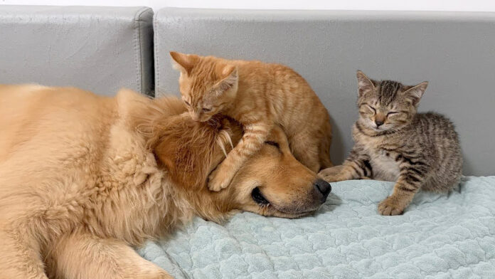 doumosugiru_neko_title 仲良くなった犬と子猫達