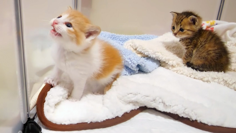 不安そうに鳴く保護子猫