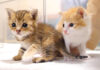 保護されたばかりの子猫達