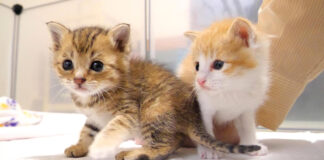 保護されたばかりの子猫達