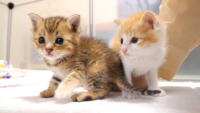 保護されたばかりの子猫達