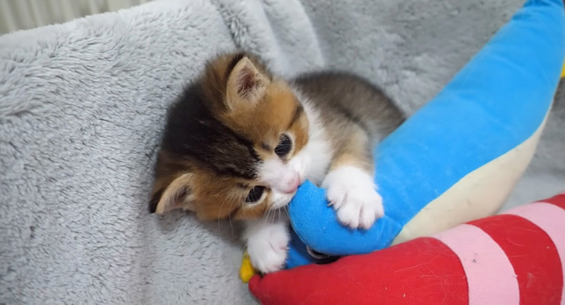 ぬいぐるみで遊ぶ子猫