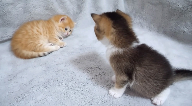 可愛い子猫達
