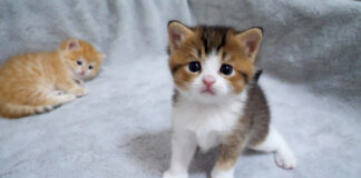 元気に動き回る子猫と眠たくて仕方がない子猫