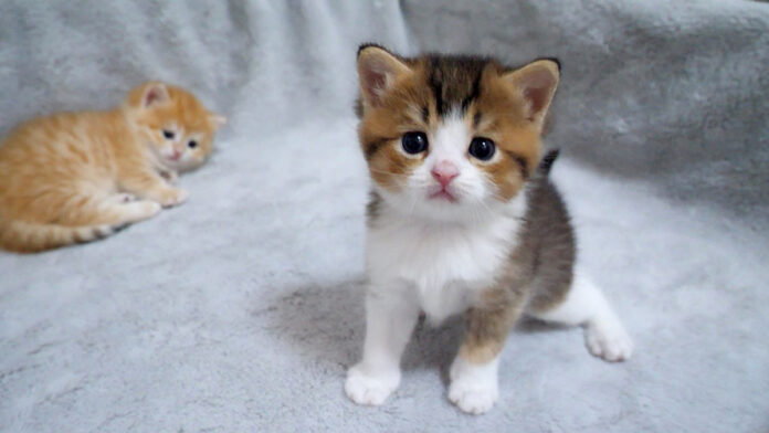 元気に動き回る子猫と眠たくて仕方がない子猫
