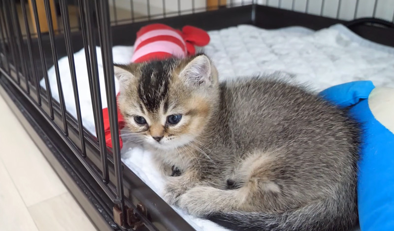 ウトウトする子猫