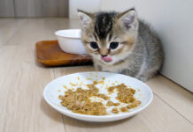 ご飯をお腹いっぱい食べた子猫