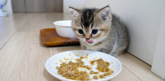 ご飯をお腹いっぱい食べた子猫