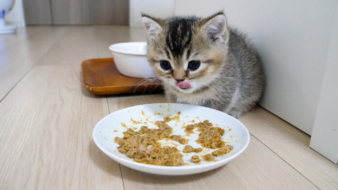 ご飯をお腹いっぱい食べた子猫