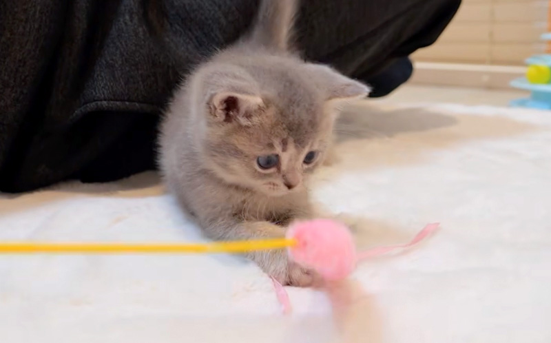 オモチャで遊ぶ子猫