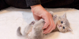 喉をゴロゴロ鳴らしながら遊ぶ子猫