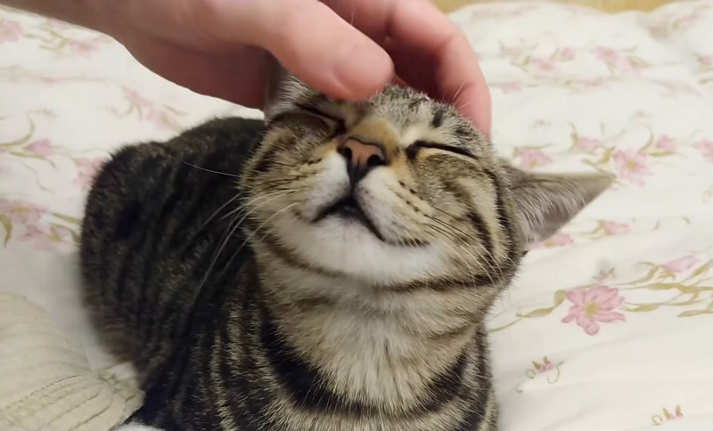 撫でられる猫
