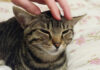 撫でられる猫