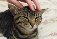 撫でられる猫