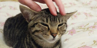 撫でられる猫