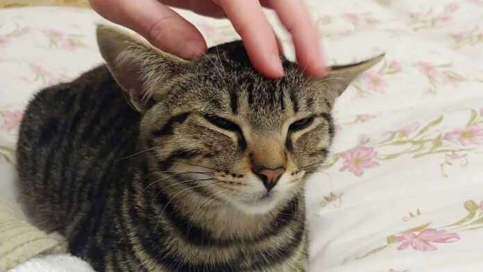 撫でられる猫