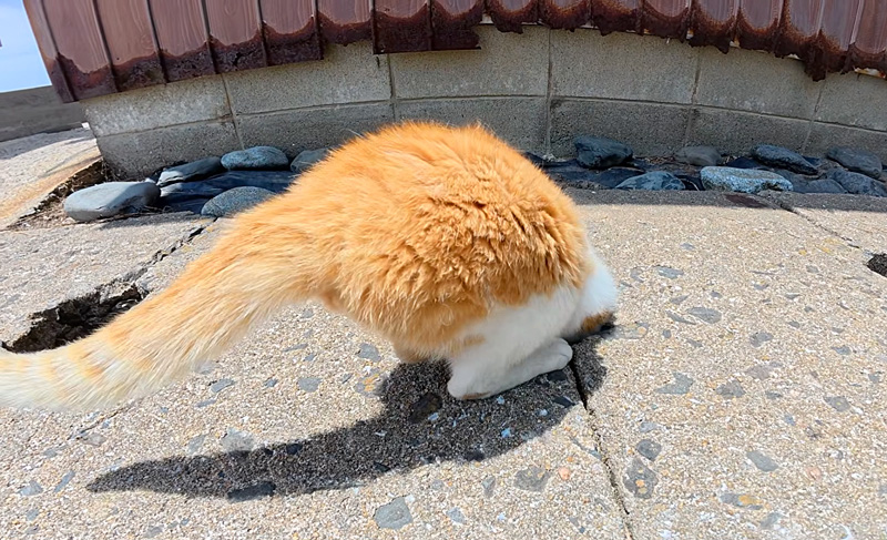 穴に入る猫