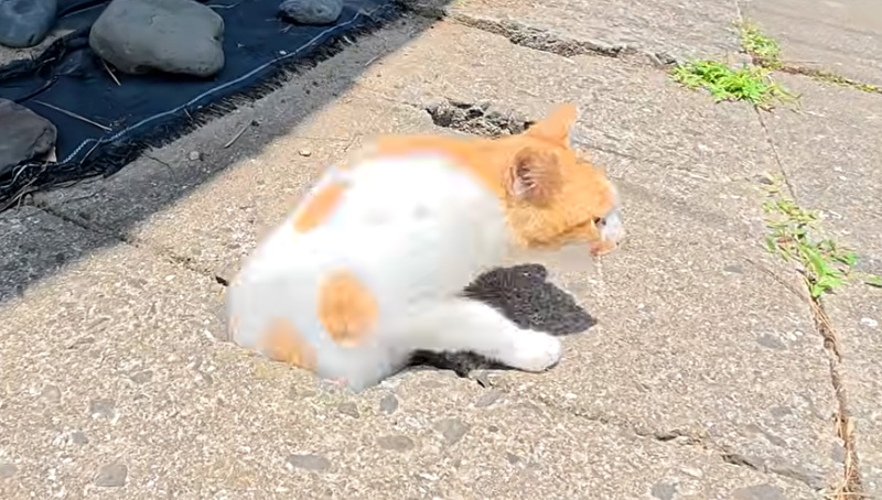 穴から出てくる猫
