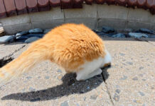 穴の中にヌルッと入る猫