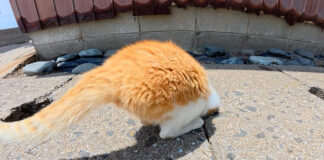 穴の中にヌルッと入る猫