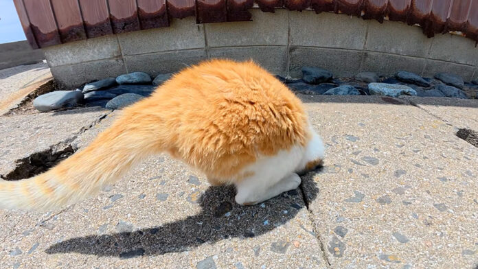 穴の中にヌルッと入る猫