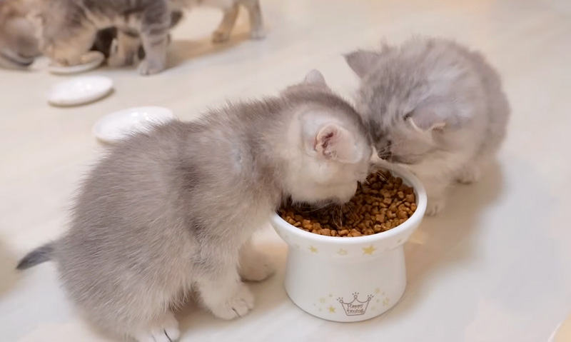 初めてドライフードを食べる子猫達
