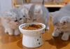 初めてドライフードを食べる子猫達