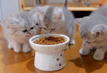 初めてドライフードを食べる子猫達