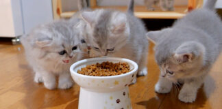 初めてドライフードを食べる子猫達