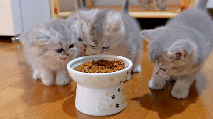 hajimeterinyu_neko_title 初めてドライフードを食べる子猫達