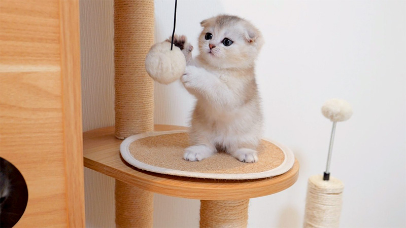 初めてのキャットタワーに興奮する子猫