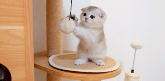 初めてのキャットタワーに興奮する子猫