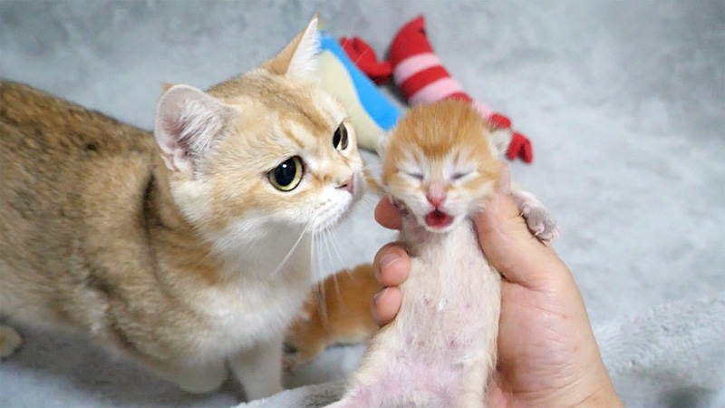 子猫を気に掛ける母猫