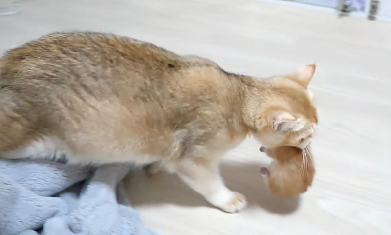 子猫を咥えて運ぶ母猫