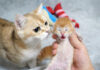 子猫を撮影していると、運んで隠してしまう母猫。その姿に我が子への愛情を感じる (*´ェ`*) 子猫を気に掛ける母猫