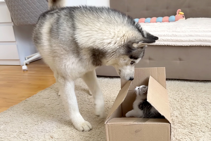 子猫が気になるハスキー犬